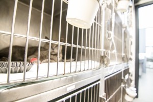 Urgences vétérinaires angers chien chat VetRef