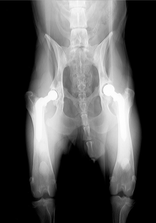 Une radiographie d'une chirurgie des hanches chez le chien