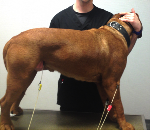 Contention d'un chien pendant un examen d'échocardiographie