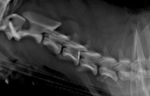 Radiographie rachis cervical chien, VetRef, Angers