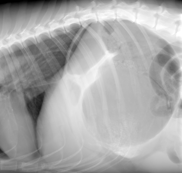 Radiographie de l'abdomen cranial d'un chien. Dilatation torsion de l'estomac.