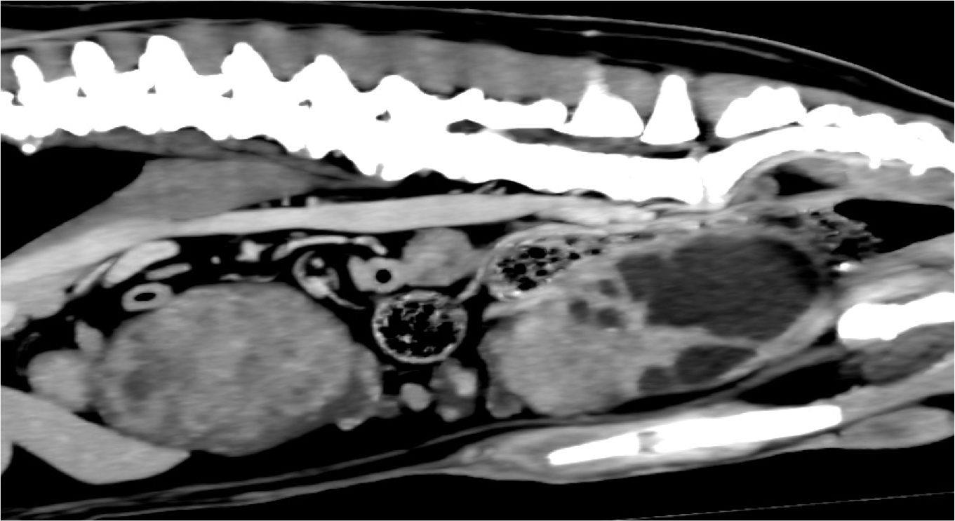 Scanner abdominal en reconstruction sagittale. VetRef