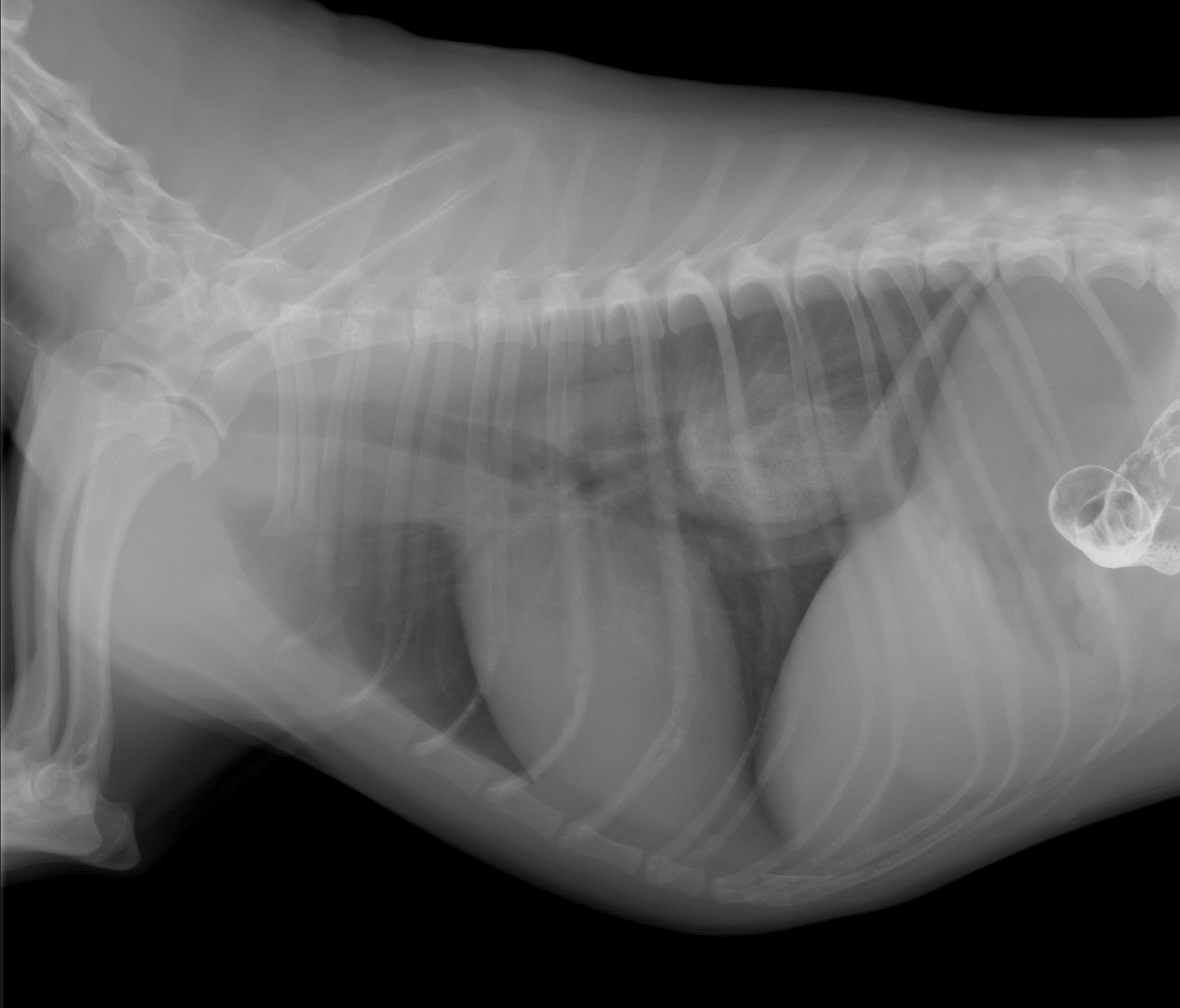 Radiographie thoracique du chien de la fibroscopie 1, Angers, VetRef